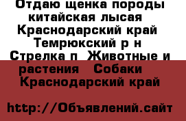 Отдаю щенка породы китайская лысая - Краснодарский край, Темрюкский р-н, Стрелка п. Животные и растения » Собаки   . Краснодарский край